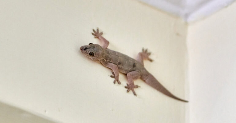 Sering Dianggap Hewan Pengganggu, Pakar IPB University Ungkap Manfaat dan Risiko Cicak di Rumah