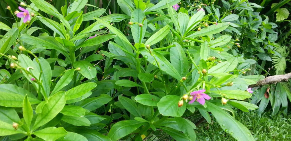 Tak Cuma untuk Kesehatan, Peneliti IPB University Ungkap Potensi Ginseng Jawa untuk Industri Kosmetik