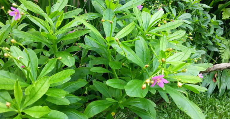 Tak Cuma untuk Kesehatan, Peneliti IPB University Ungkap Potensi Ginseng Jawa untuk Industri Kosmetik