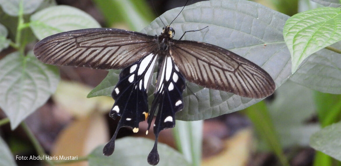 Pachliopta-aristolochiae