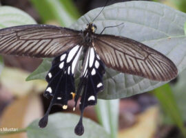 Pachliopta-aristolochiae
