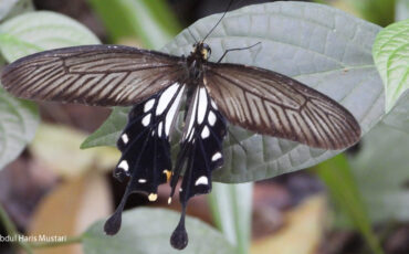 Pachliopta-aristolochiae