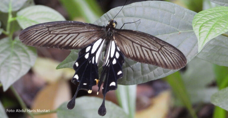 Pachliopta-aristolochiae