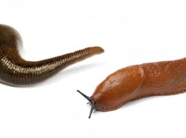 Banyak Orang Keliru Bedakan Lintah dan Siput Tanpa Cangkang, Dosen IPB University Jelaskan Perbedaannya