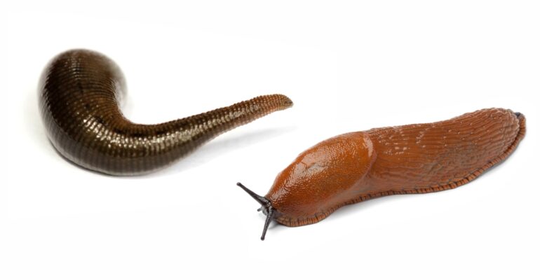 Banyak Orang Keliru Bedakan Lintah dan Siput Tanpa Cangkang, Dosen IPB University Jelaskan Perbedaannya