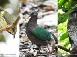 IPB University Catat 117 Jenis Burung di Kampus, Wujudkan Kawasan Edukasi dan Konservasi