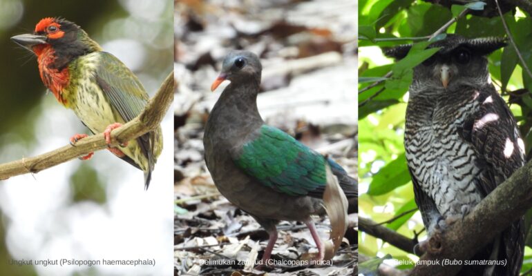 IPB University Catat 117 Jenis Burung di Kampus, Wujudkan Kawasan Edukasi dan Konservasi