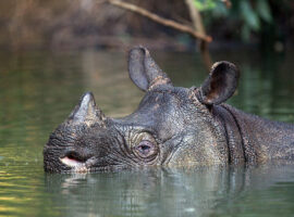 Pakar IPB University ART dan Biobank Jadi Harapan Terakhir Badak Indonesia