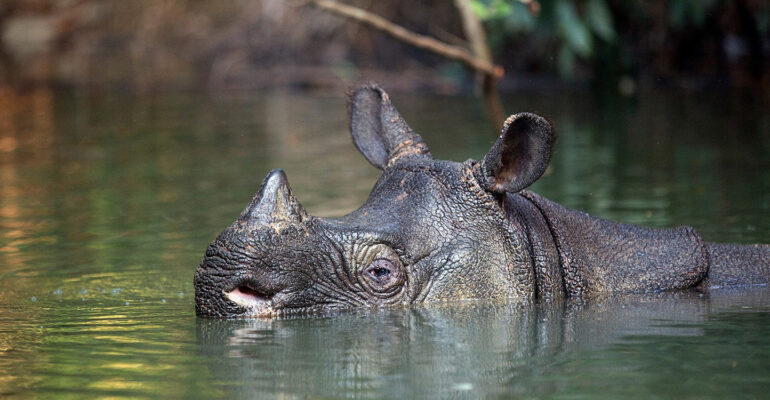 Pakar IPB University ART dan Biobank Jadi Harapan Terakhir Badak Indonesia