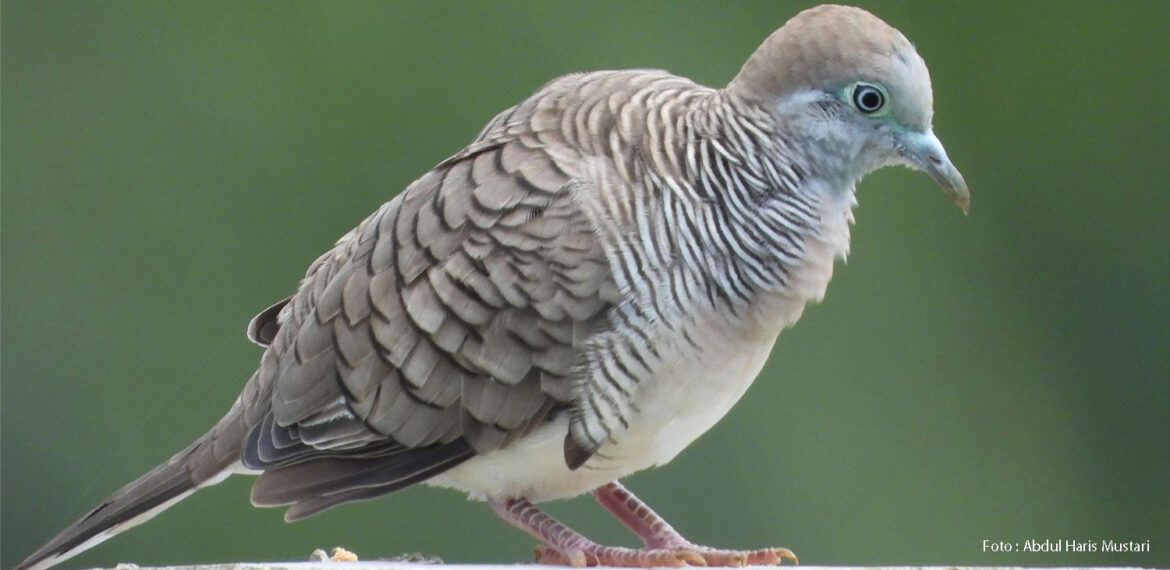Perkutut Jawa