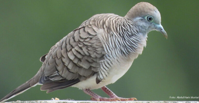 Perkutut Jawa