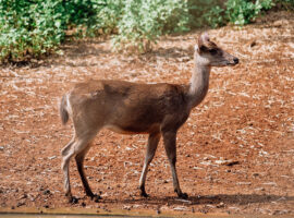 Rusa timor