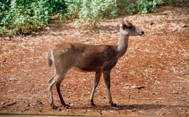 Rusa timor