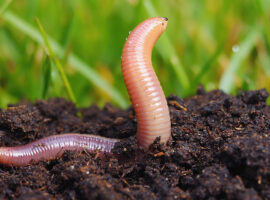 Sebesar Ini Ternyata Manfaat dan Nilai Ekonomi Cacing Tanah Menurut Pakar IPB University