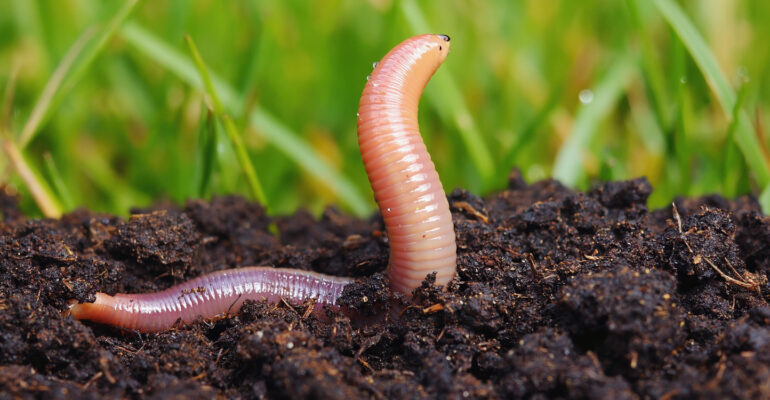 Sebesar Ini Ternyata Manfaat dan Nilai Ekonomi Cacing Tanah Menurut Pakar IPB University