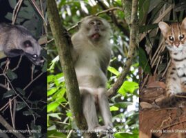 ipb-university-dihuni-23-spesies-mamalia-dari-bajing-kelapa-hingga-landak-lawa