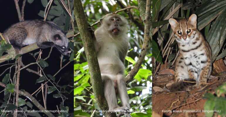 ipb-university-dihuni-23-spesies-mamalia-dari-bajing-kelapa-hingga-landak-lawa