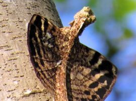Kekayaan Biodiversitas Reptilia di Kampus IPB University, Penjaga Alami Keseimbangan Ekosistem