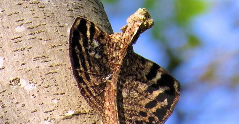 Kekayaan Biodiversitas Reptilia di Kampus IPB University, Penjaga Alami Keseimbangan Ekosistem