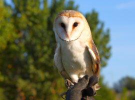 kenapa-burung-hantu-enggan-tinggal-di-rumah-buatan-akademisi-ipb-university-beberkan-solusinya