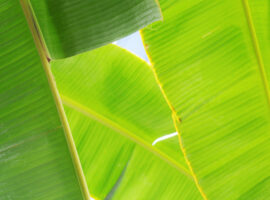 lapisan-putih-pada-daun-pisang-berbahaya-ini-kata-pakar-ipb-university