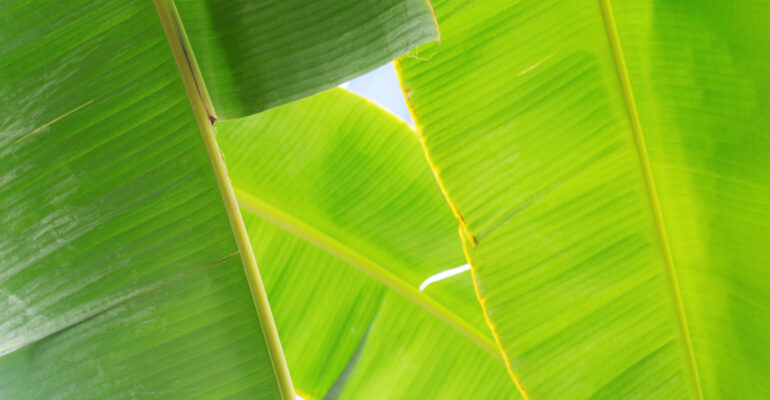 lapisan-putih-pada-daun-pisang-berbahaya-ini-kata-pakar-ipb-university