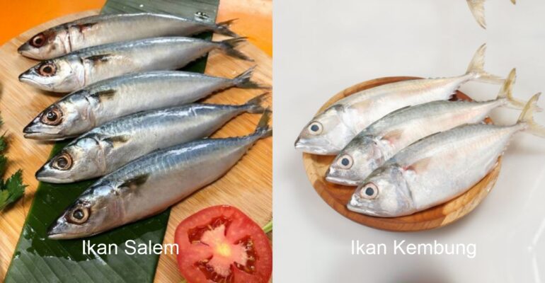 mengenal-lebih-dekat-ikan-salem-dan-kembung-fakta-menarik-dari-dosen-ipb-university