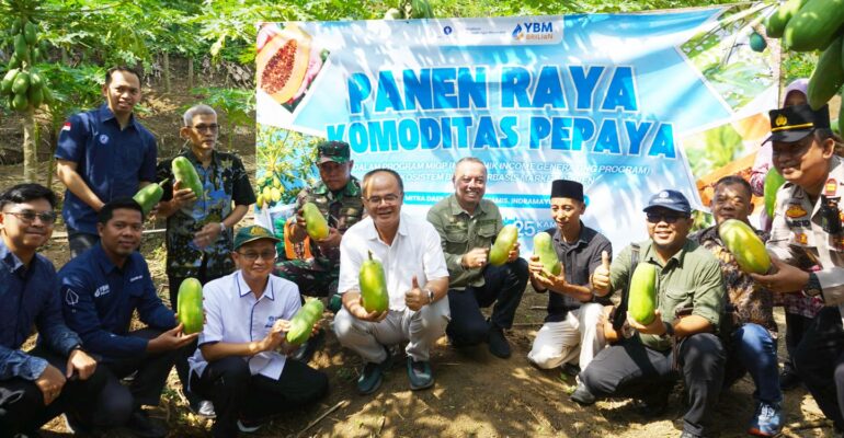 momen-hari-tani-nasional-ipb-university-ybm-brilian-dan-petani-gelar-panen-raya-pepaya-calina