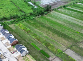 momentum-hari-tani-nasional-dekan-faperta-ipb-university-alih-fungsi-lahan-sawah-sudah-mengkhawatirkan