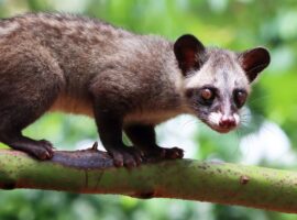 pakar-ekologi-satwa-liar-ipb-university-wangi-pandan-musang-luwak-jadi-penanda-kehidupan-hutan