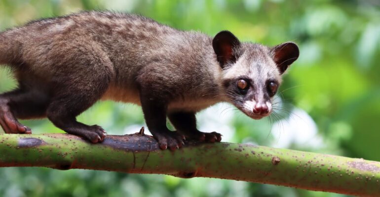 pakar-ekologi-satwa-liar-ipb-university-wangi-pandan-musang-luwak-jadi-penanda-kehidupan-hutan