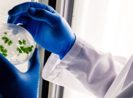 pakar-ipb-university-beri-solusi-berantas-penyakit-tanaman-dengan-bakteri-terbukti-ramah-lingkungan