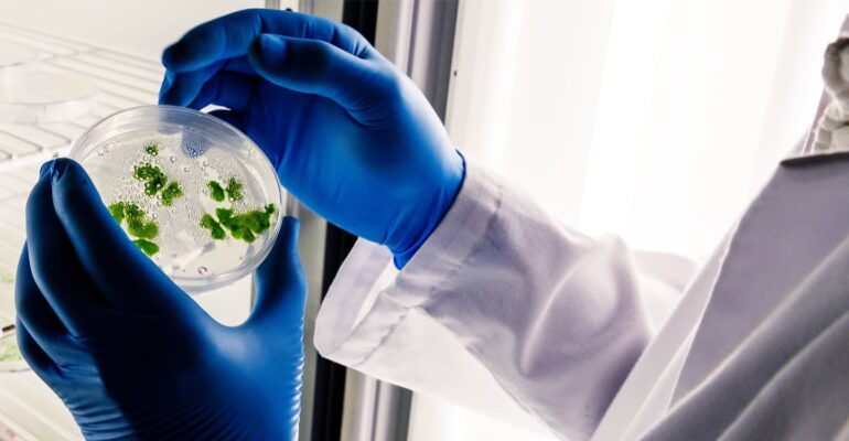 pakar-ipb-university-beri-solusi-berantas-penyakit-tanaman-dengan-bakteri-terbukti-ramah-lingkungan