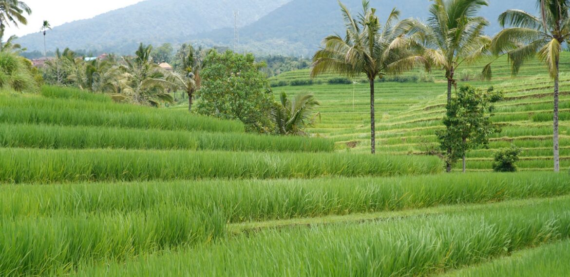 Pakar IPB University: Tiga Juta Hektare Sawah di Indonesia Belum Dilindungi Secara Formal