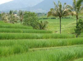 Pakar IPB University: Tiga Juta Hektare Sawah di Indonesia Belum Dilindungi Secara Formal