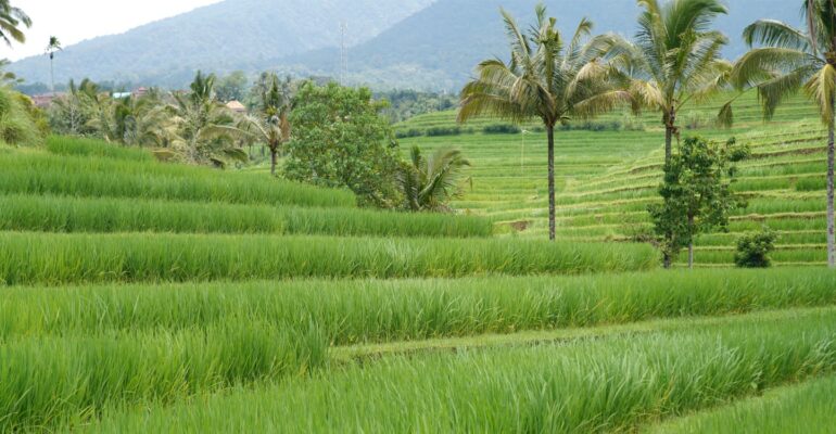 Pakar IPB University: Tiga Juta Hektare Sawah di Indonesia Belum Dilindungi Secara Formal
