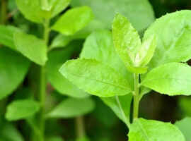 Ilustrasi daun beluntas (freepik)