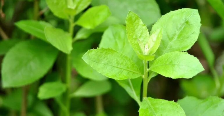 Ilustrasi daun beluntas (freepik)