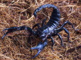 racun-kalajengking-punya-khasiat-obat-ini-kata-dokter-ipb-university