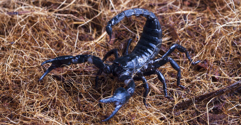 racun-kalajengking-punya-khasiat-obat-ini-kata-dokter-ipb-university