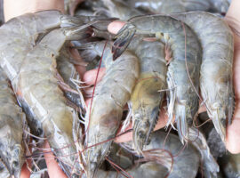 Udang Asal Indonesia Ditolak AS, Dosen IPB University: Kontaminasi Cesium Bukan dari Industri Perikanan