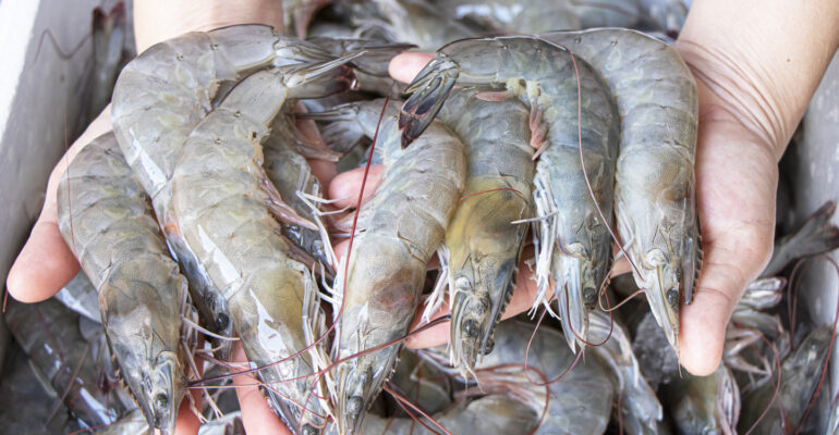 Udang Asal Indonesia Ditolak AS, Dosen IPB University: Kontaminasi Cesium Bukan dari Industri Perikanan