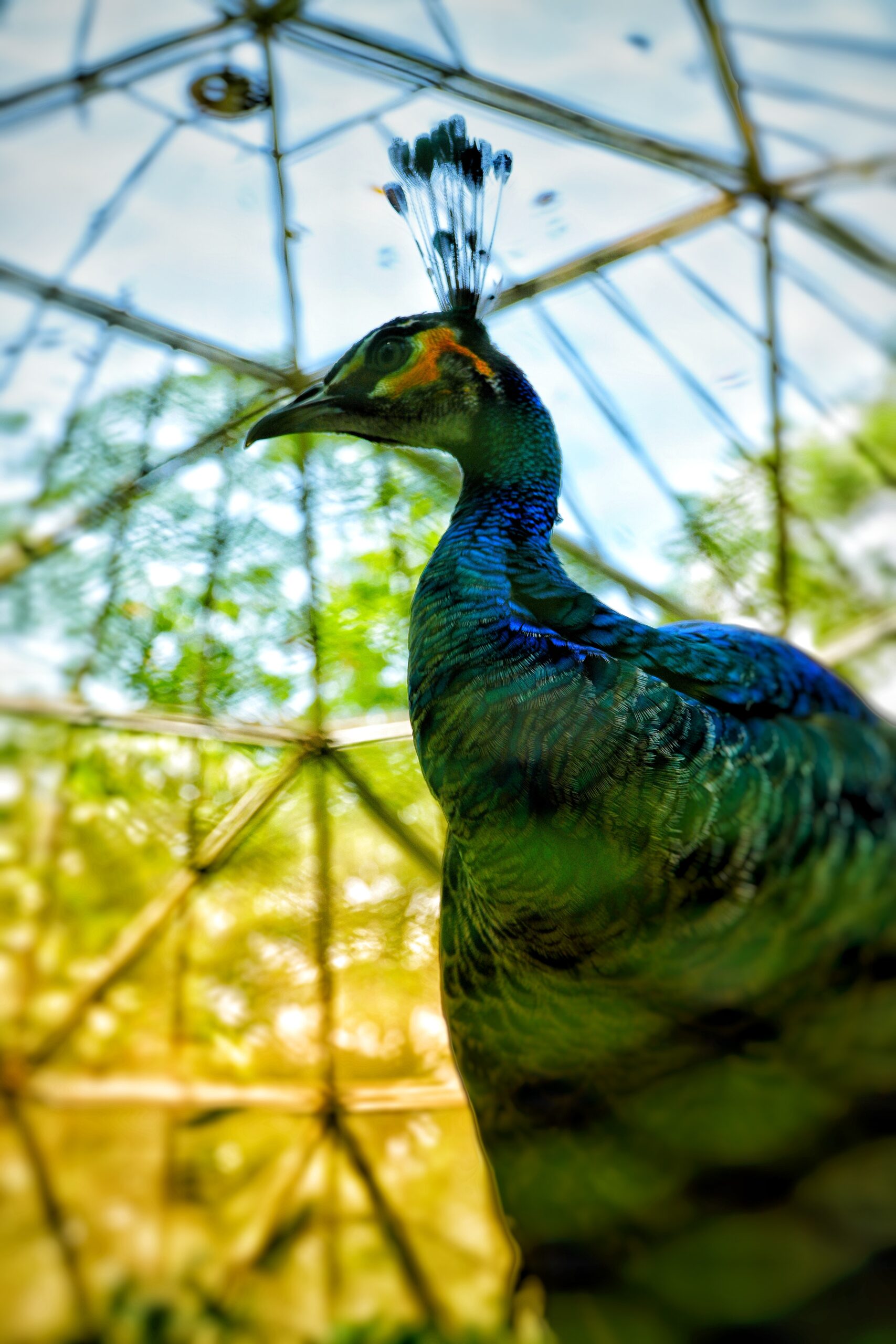 BIODIVERSITAS_IPB University- Home for All Living - Joshua Baptista Kunsiang (1)