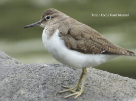 Burung Trinil Pantai
