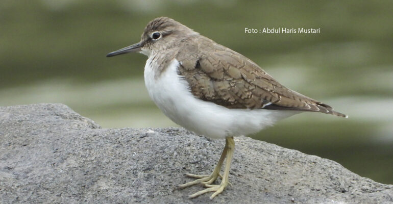 Burung Trinil Pantai