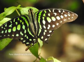 Graphium agamemnon