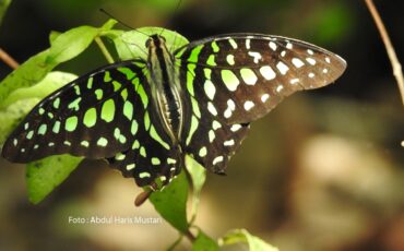 Graphium agamemnon
