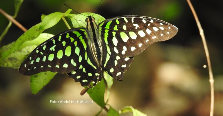 Graphium agamemnon