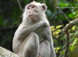 Monyet ekor panjang