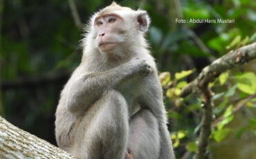 Monyet ekor panjang